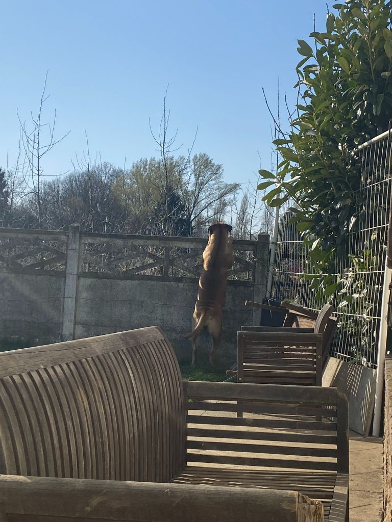 Quelques photos de la vie de Rubis