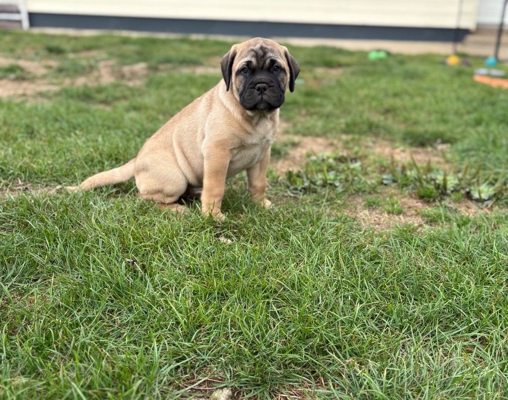 Du Mont d'Heden - Chiots disponibles - Bullmastiff