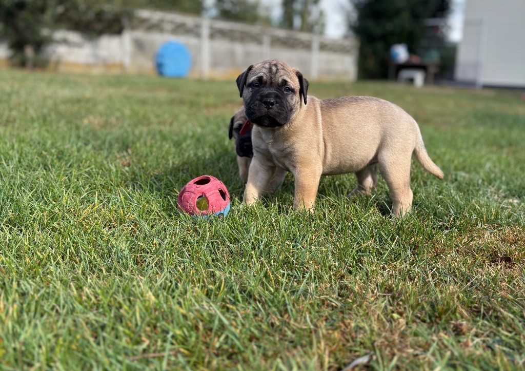 Du Mont d'Heden - Chiots disponibles - Bullmastiff