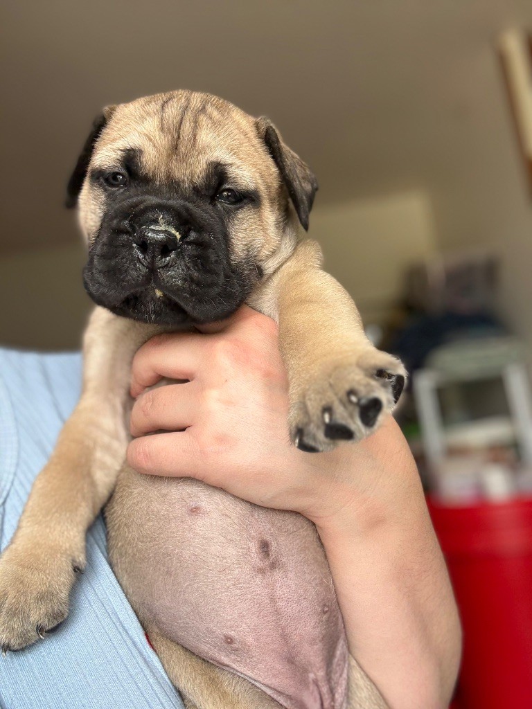 Du Mont d'Heden - Chiots disponibles - Bullmastiff