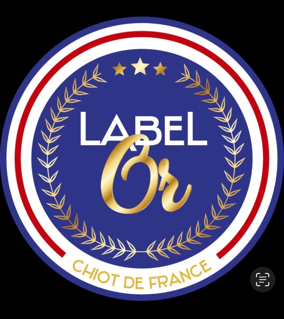 Chiot Bullmastiff Du Mont d'Heden