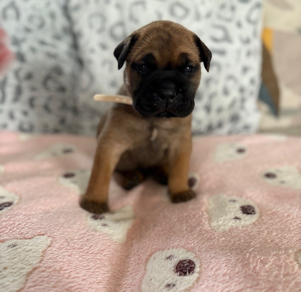 Du Mont d'Heden - Chiots disponibles - Bullmastiff