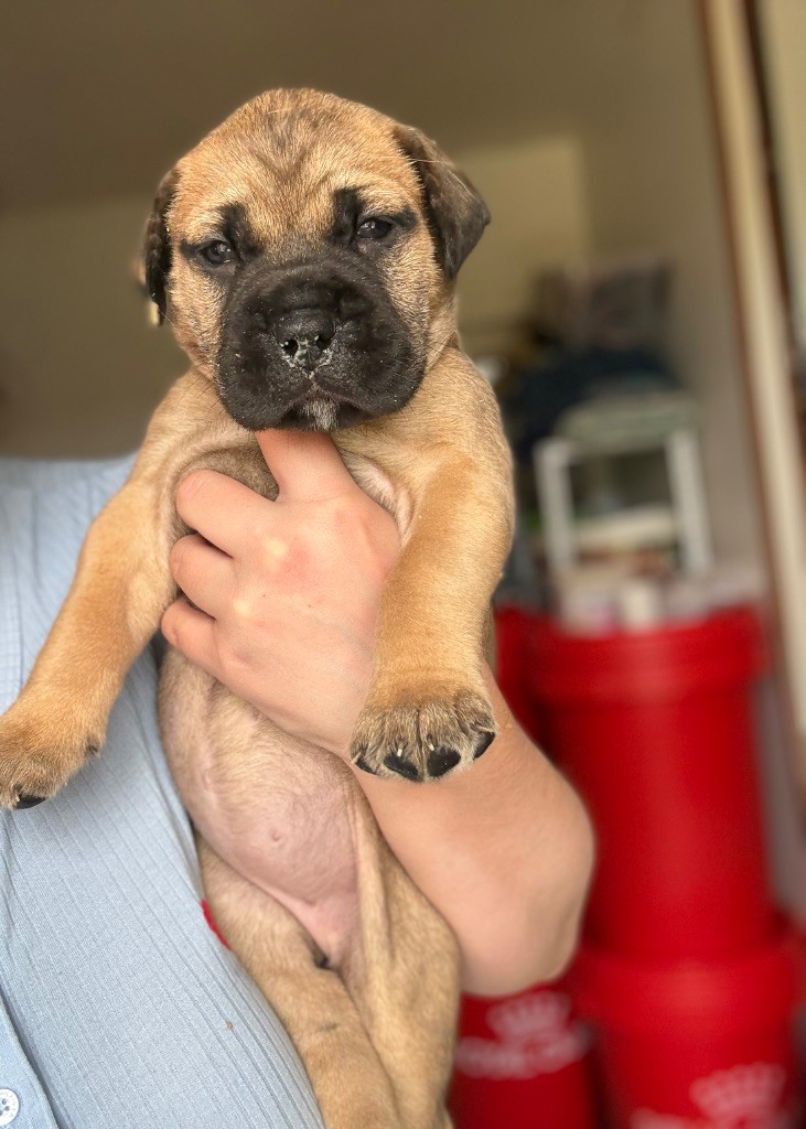 Du Mont d'Heden - Chiots disponibles - Bullmastiff