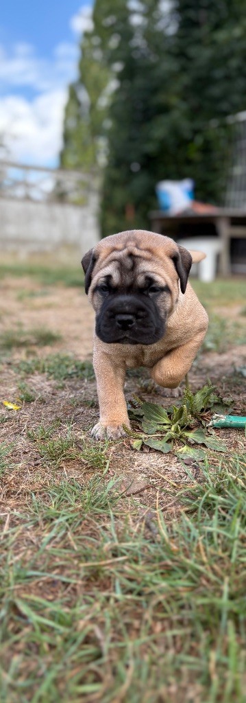 Du Mont d'Heden - Chiots disponibles - Bullmastiff