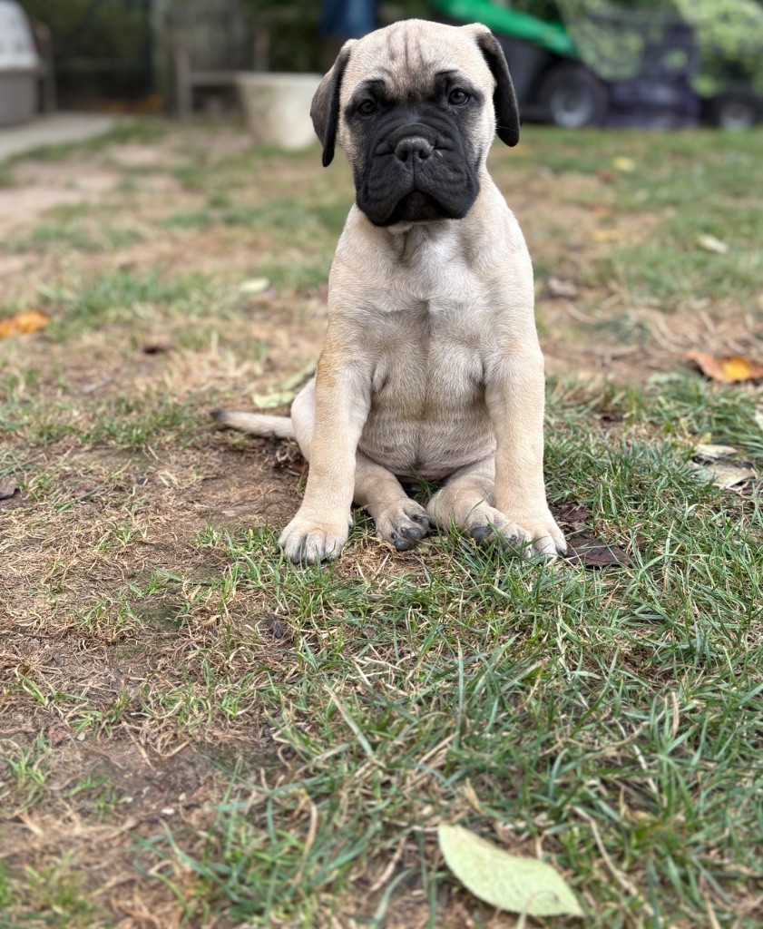 Du Mont d'Heden - Chiots disponibles - Bullmastiff