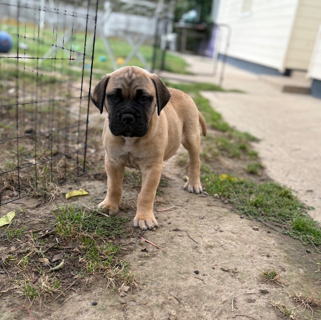 Du Mont d'Heden - Chiots disponibles - Bullmastiff